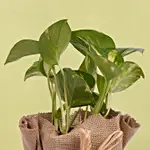 Small Money Plant Jute wrapped