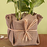 Small Money Plant Jute wrapped