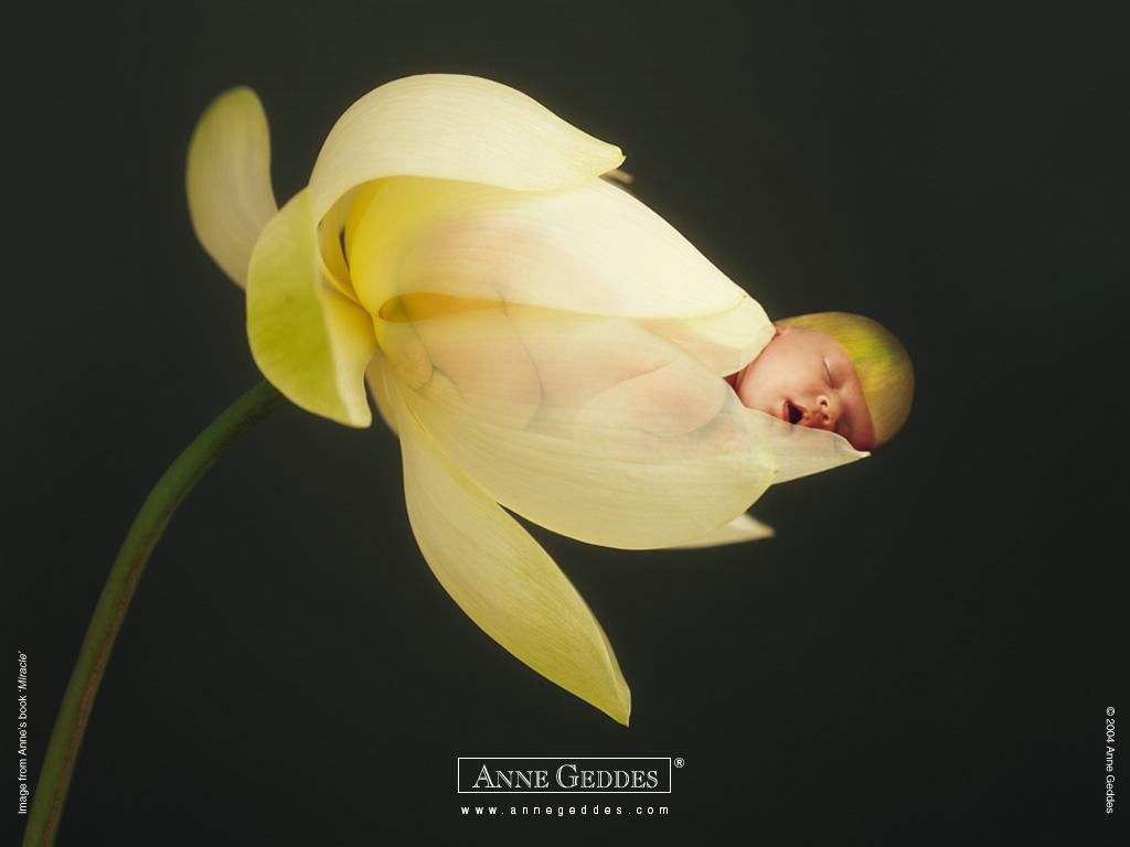 Fond d'écran Anne Geddes: bÃ©bÃ© fleur gratuit fonds écran anne geddes bebes