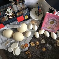 ostrich egg for sale