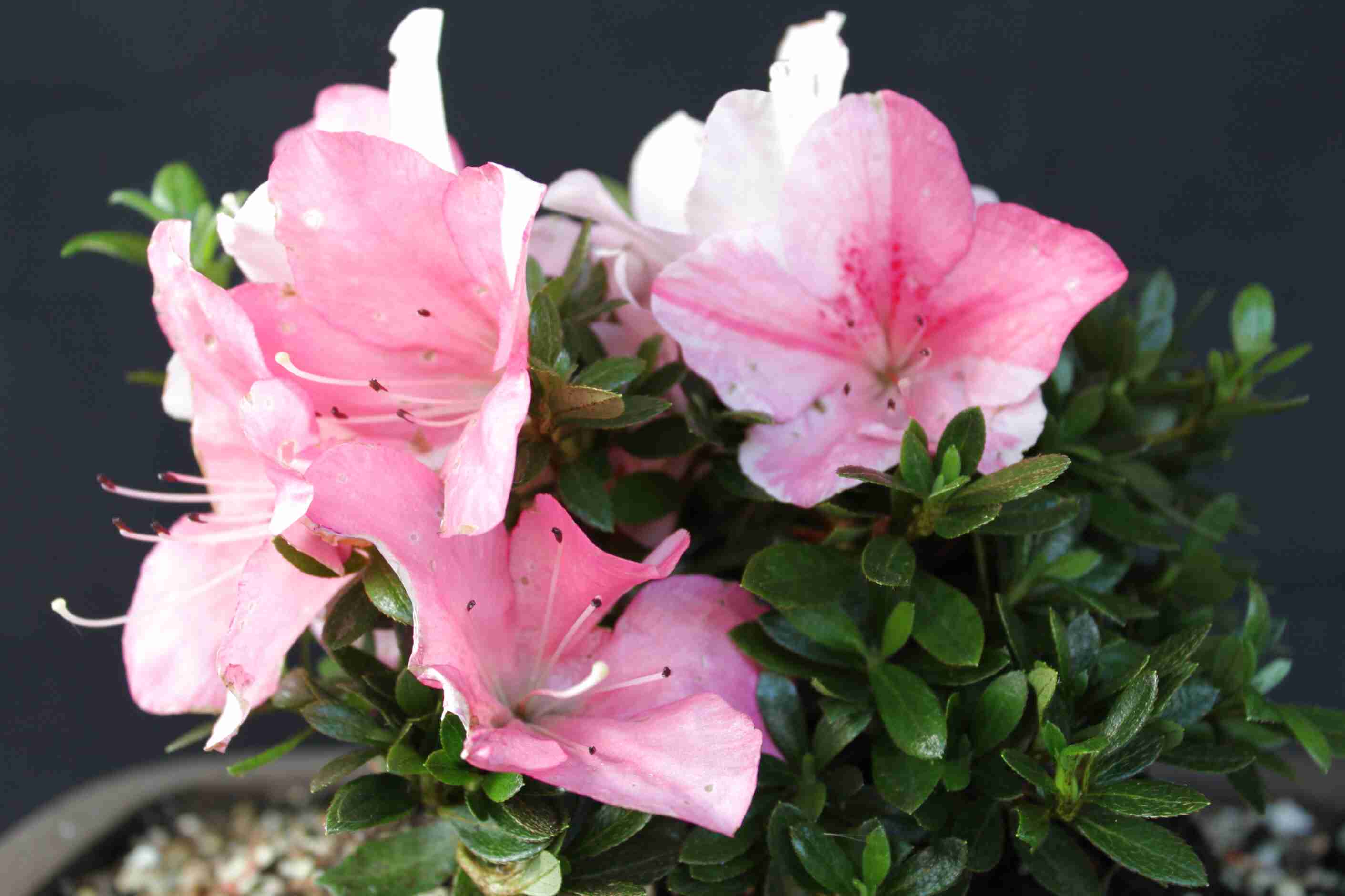 Satsuki Azalea for sale in UK | 36 used Satsuki Azaleas