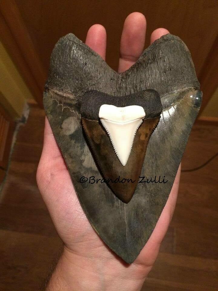 Megalodon Tooth