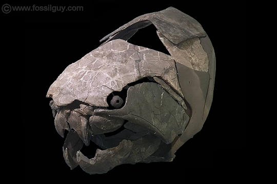 Dunkleosteus - The Apex predator of the Devonian