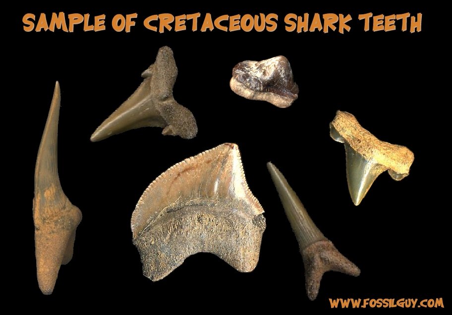 Cladoselache Shark Fossil