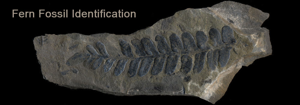 : Carboniferous Fossil Hunting Site Near Pittsburgh, PA