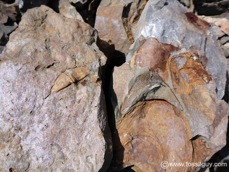 : Dipleura Trilobite Hunting in the Devonian Mahantango  formation of Pennsylvania.