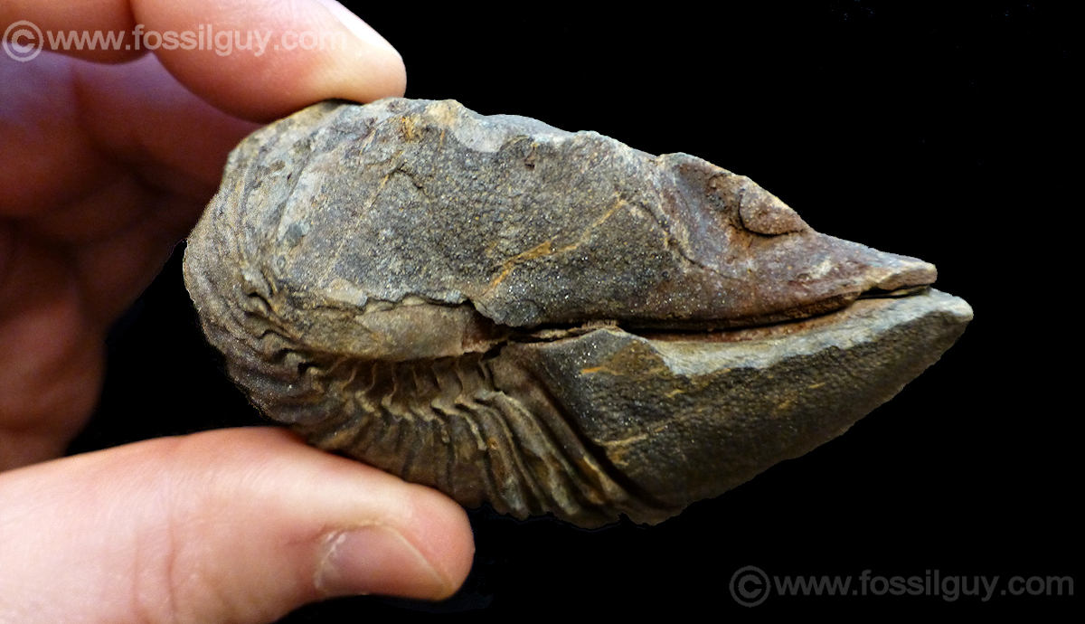 : Dipleura Trilobite Hunting in the Devonian Mahantango  formation of Pennsylvania.