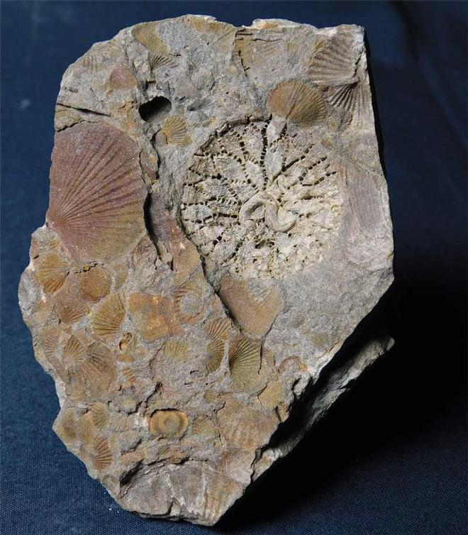 UK fossils including British ammonites - Fossils Direct