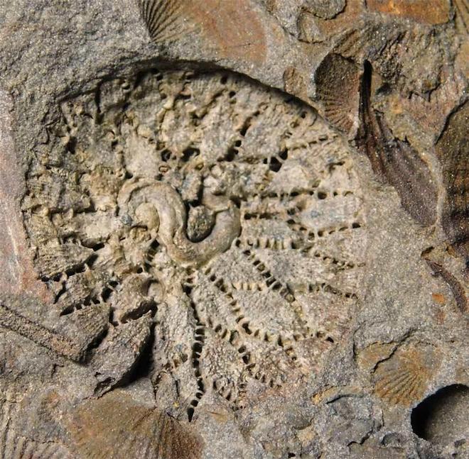 UK fossils including British ammonites - Fossils Direct