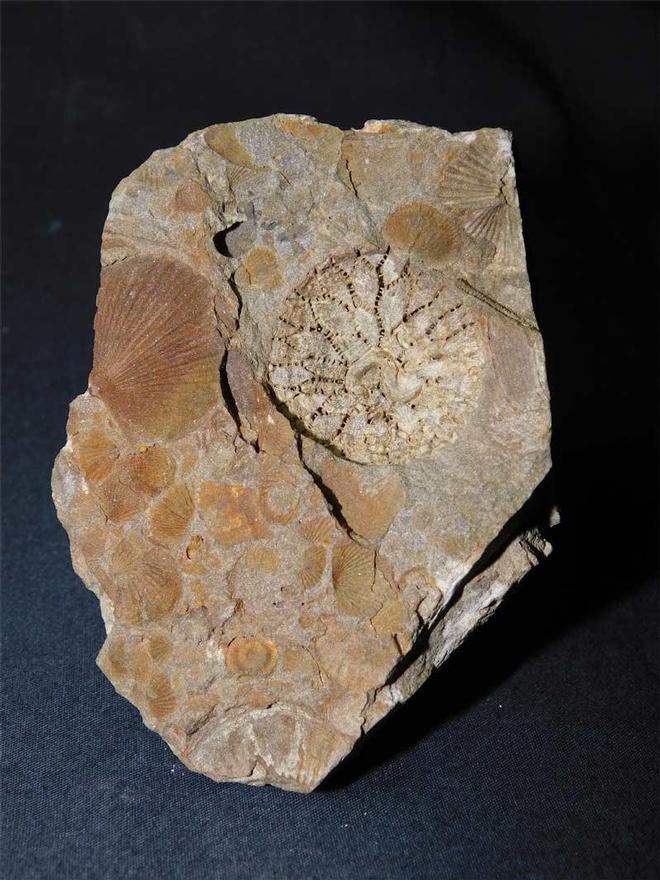 UK fossils including British ammonites - Fossils Direct