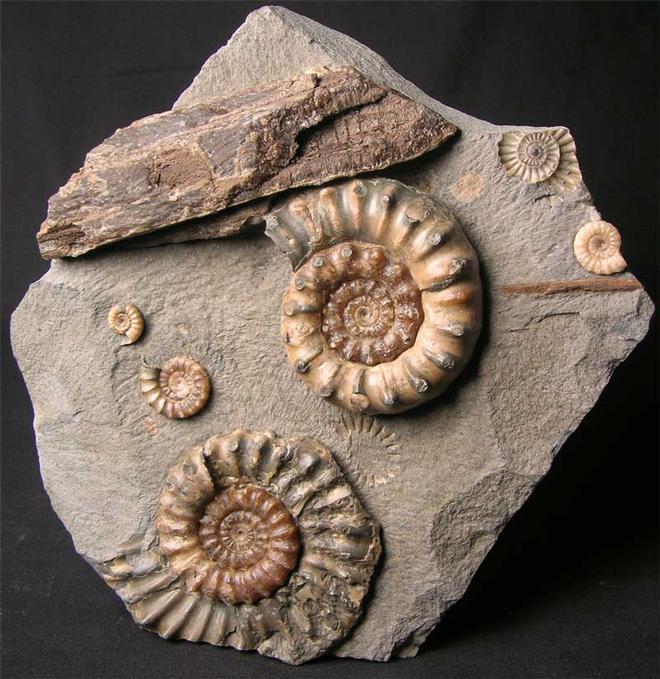 UK fossils including British ammonites - Fossils Direct