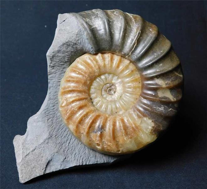 UK fossils including British ammonites - Fossils Direct