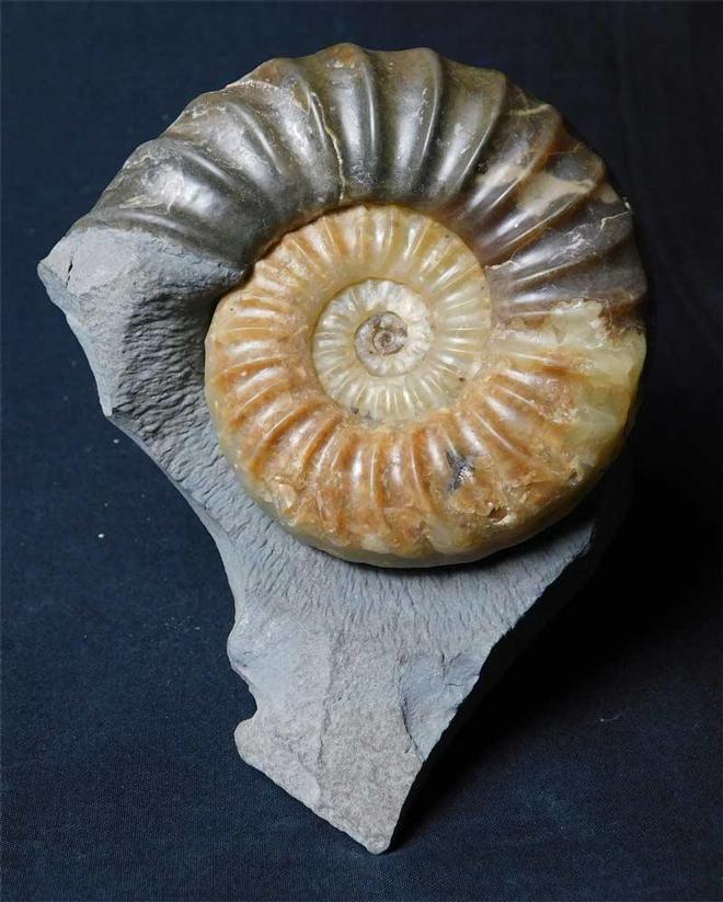 UK fossils including British ammonites - Fossils Direct