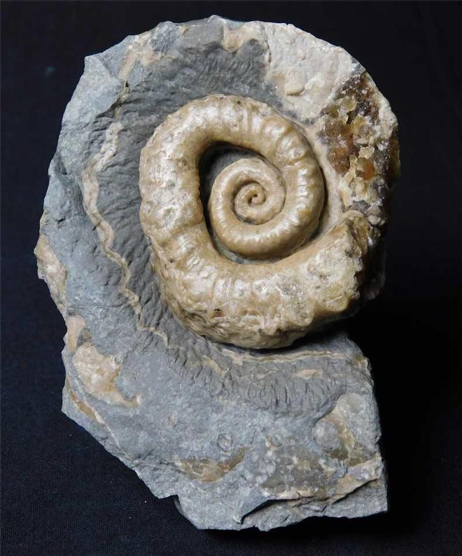 UK fossils including British ammonites - Fossils Direct