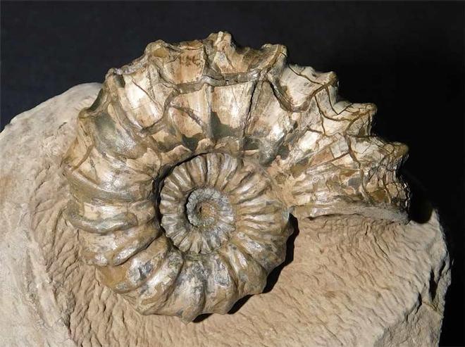 UK fossils including British ammonites - Fossils Direct