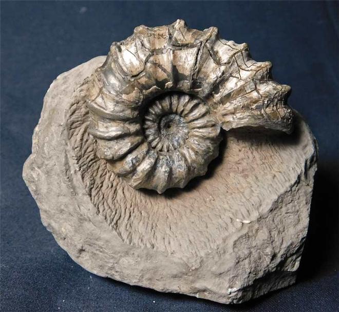 UK fossils including British ammonites - Fossils Direct