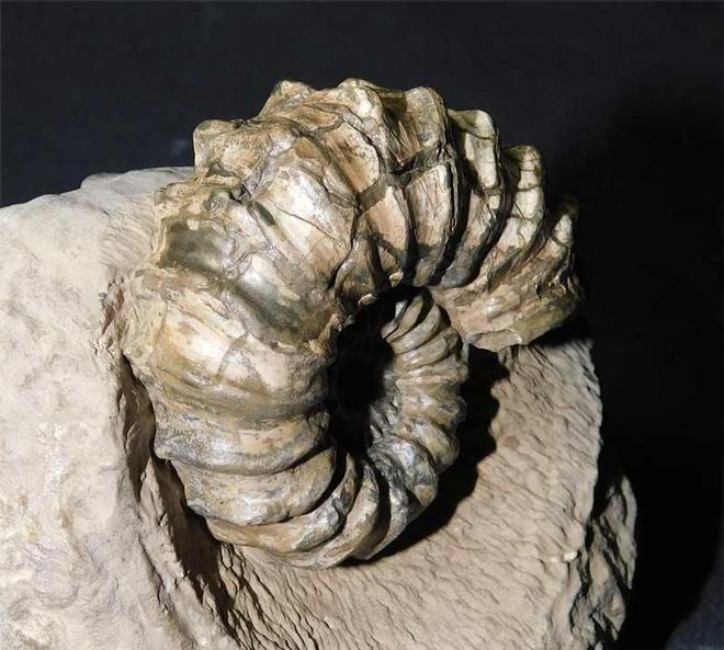 UK fossils including British ammonites - Fossils Direct