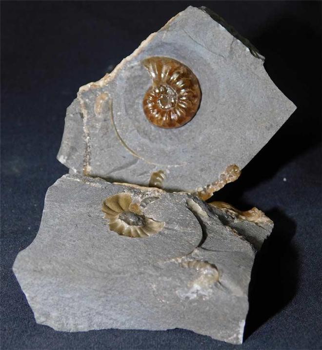 UK fossils including British ammonites - Fossils Direct