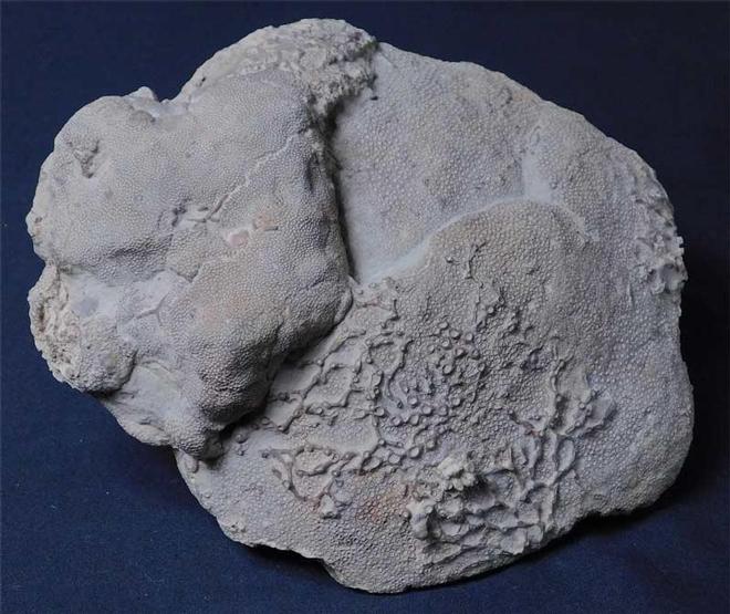 UK fossils including British ammonites - Fossils Direct