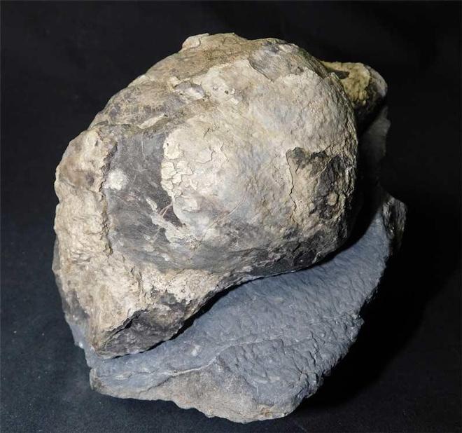 UK fossils including British ammonites - Fossils Direct