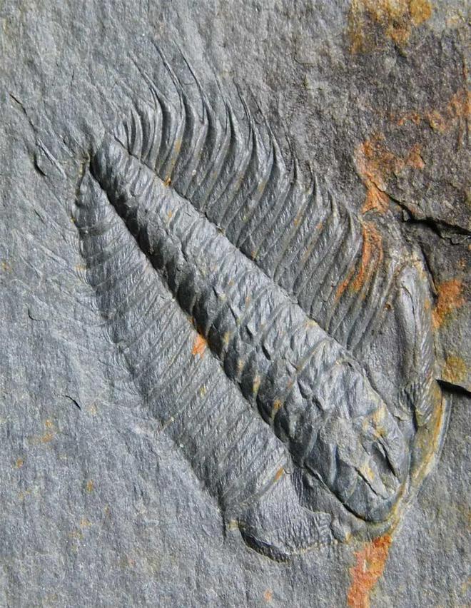 UK fossils including British ammonites - Fossils Direct