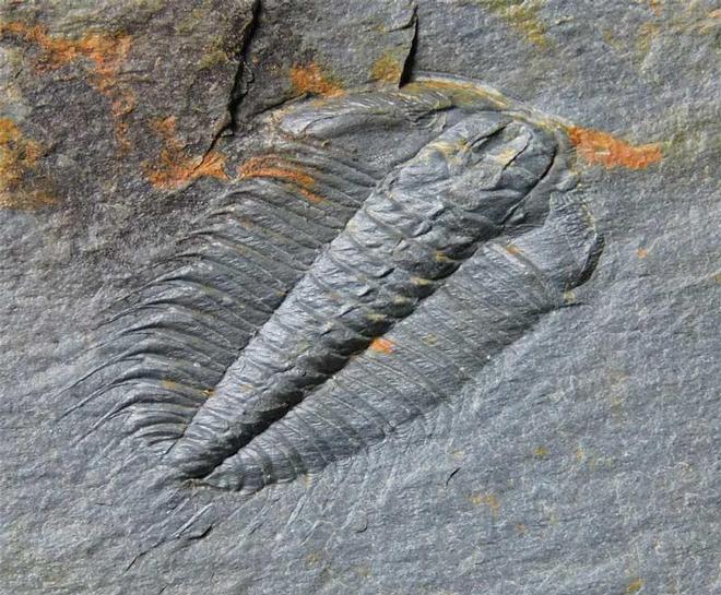 UK fossils including British ammonites - Fossils Direct