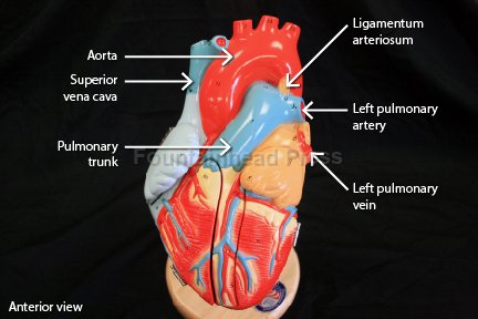 Anatomy Illustrations