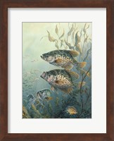 Framed Black Crappies