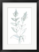 Framed Lambs Ear Sage III Bleached