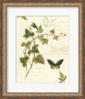 Framed Ivies and Ferns IV