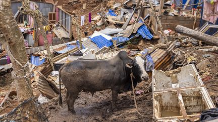 Un zébu à Mayotte après le passage du cyclone Chido, le 24 décembre 2024. (PATRICK MEINHARDT / AFP)