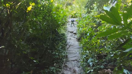 Un bain de nature, c'est cela le canyoning en Guadeloupe (Rémi Defrance - Guadeloupe la 1ère)