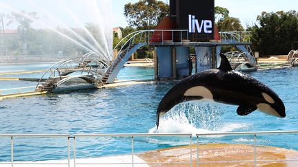 Une orque lors d'un spectacle au parc Marineland à Antibes le 30 mai 2013. (JEAN-CHRISTOPHE MAGNENET / AFP)