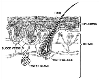 Free skin-epidermis Clipart - Free Clipart Graphics, Images and Photos ...