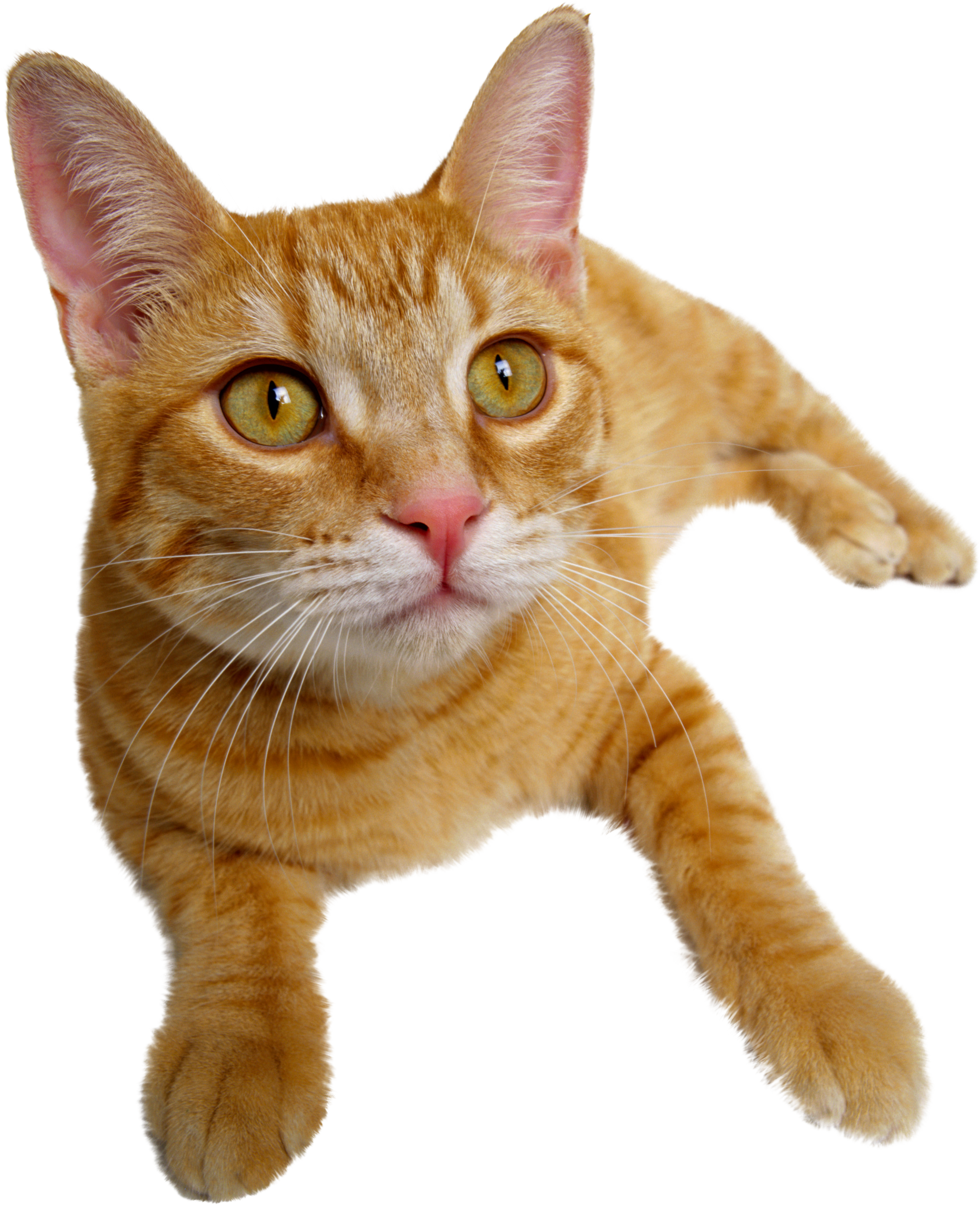 Free Cat Transparent Png Download Free Cat Transparent Png Pn – NBKomputer