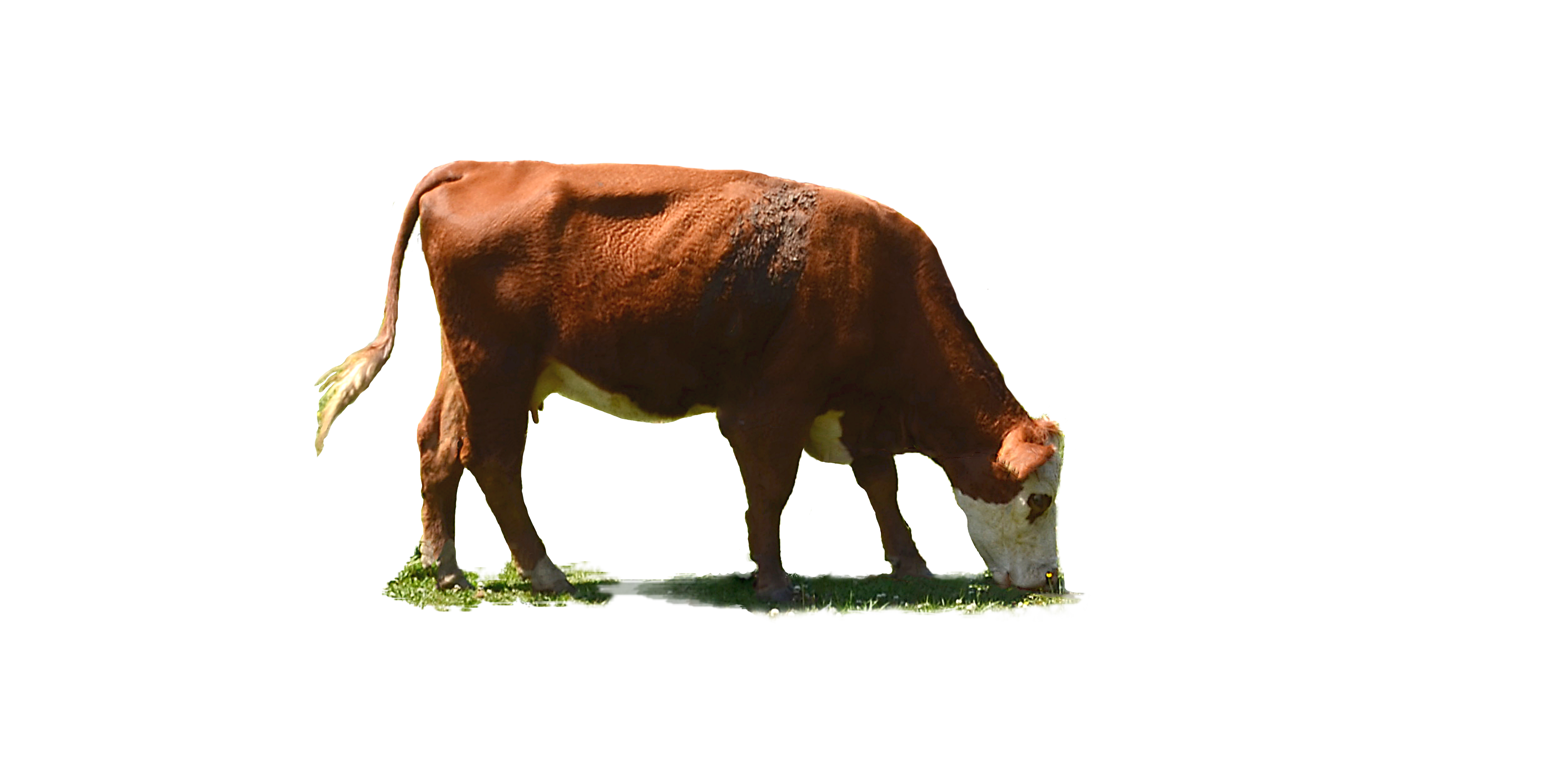 cow png photo little grass annamae #12938