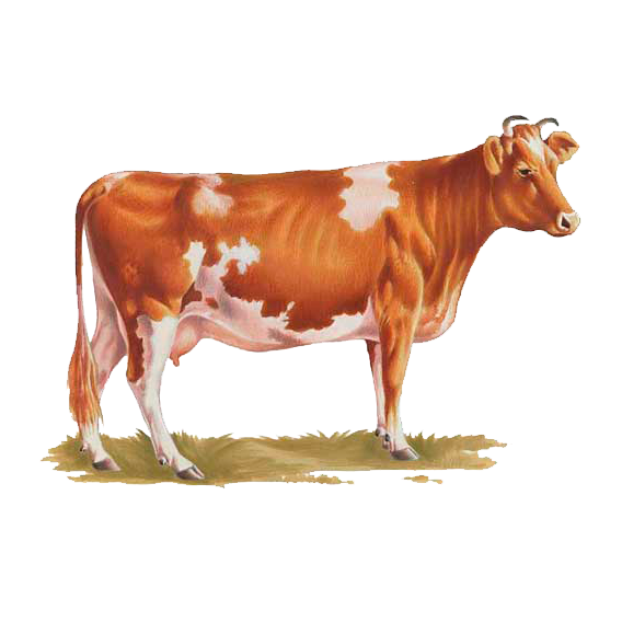 indian cow images png all about cow photos #12883