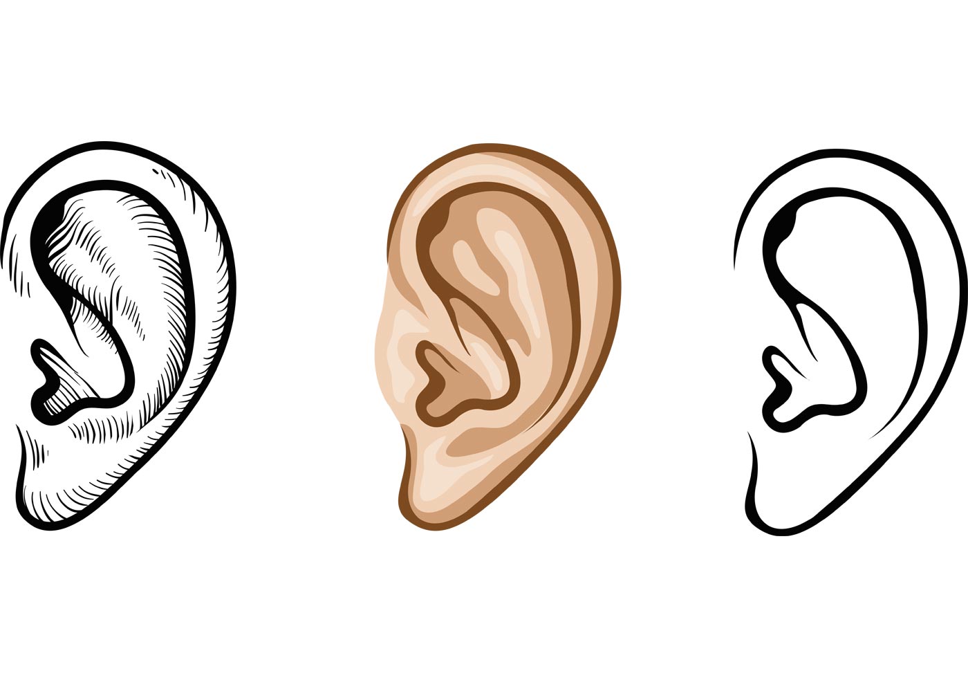 ear clipart, human ear vectors download vectors clipart #32104