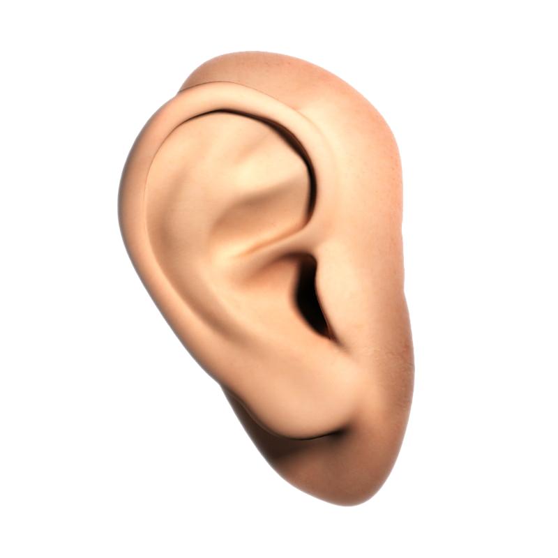 ear, png human nose transparent human nose images pluspng #29753