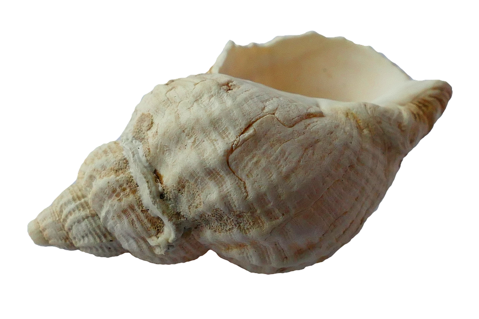 photo sea shell clam ocean sea shells #17919