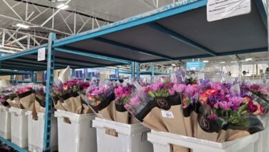 Bunches of purple flowers fill bins at a warehouse.