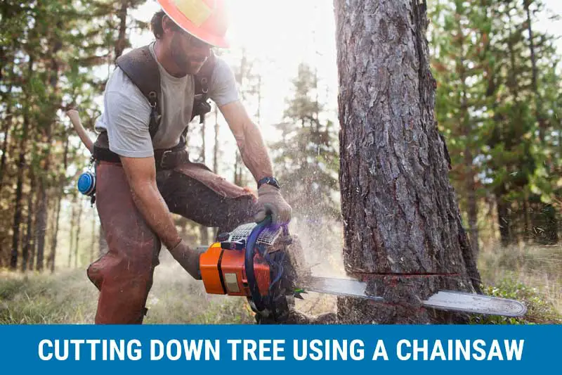 Cut Down A Tree With A Chainsaw