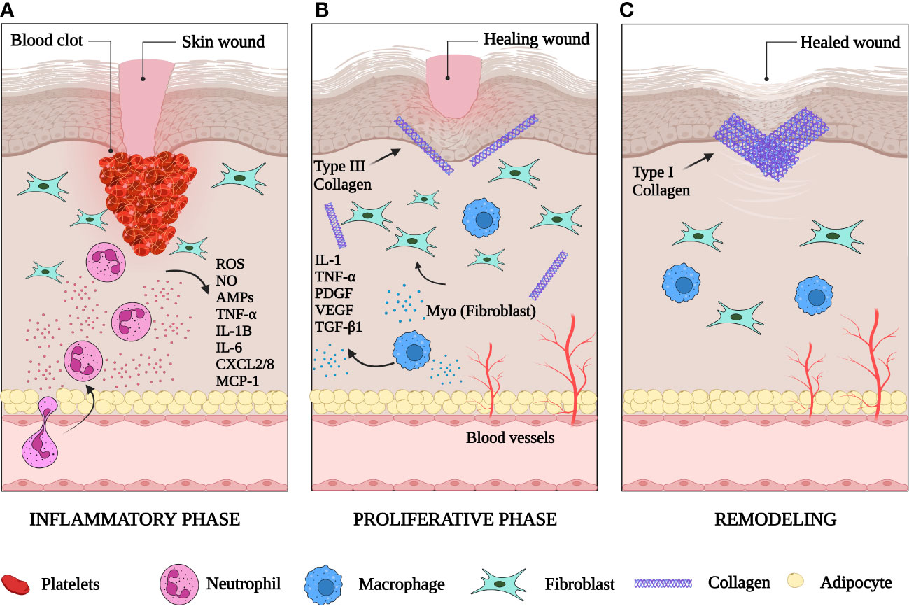 Frontiers | Skin immunity in wound healing and cancer