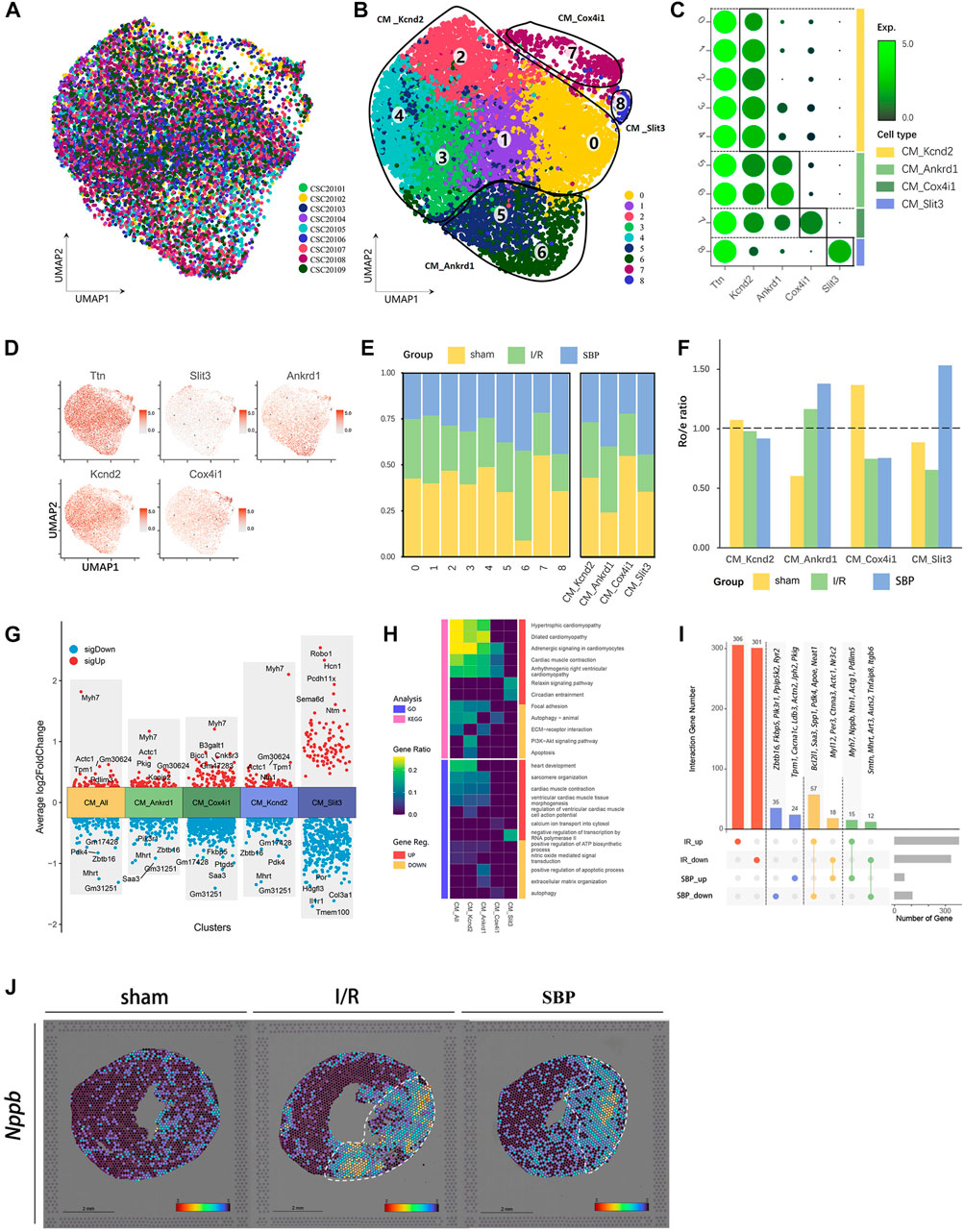 Frontiers Single-nucleus Ribonucleic Acid-sequencing And, 43% OFF