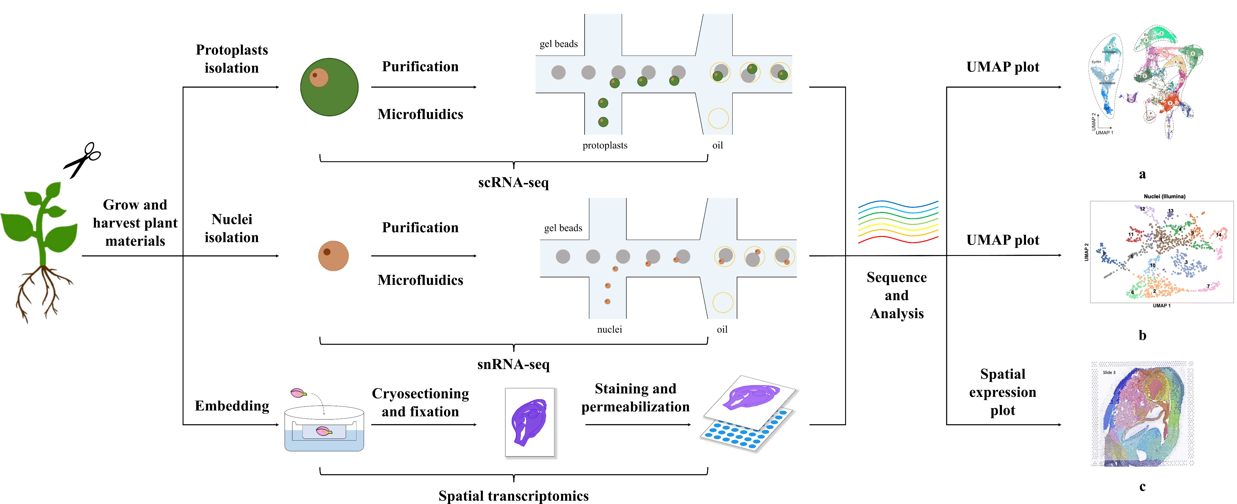 Frontiers | Opportunities and challenges in the application of single ...