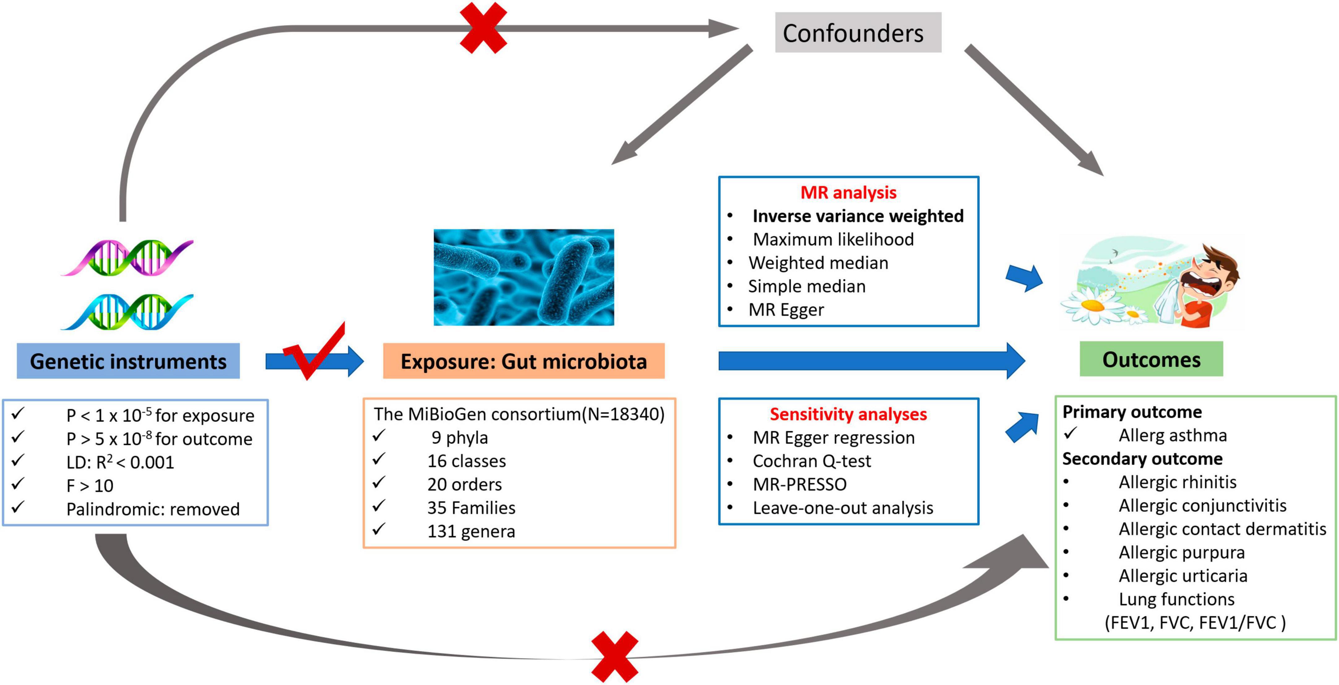 Frontiers | Causal relationship between Butyricimonas and allergic ...