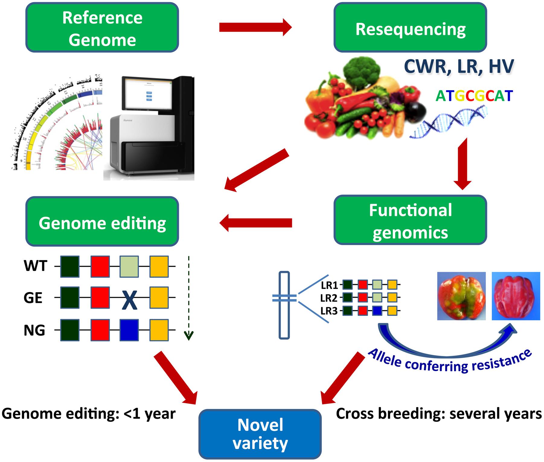 Frontiers | Genetic Transformation and Genomic Resources for Next ...