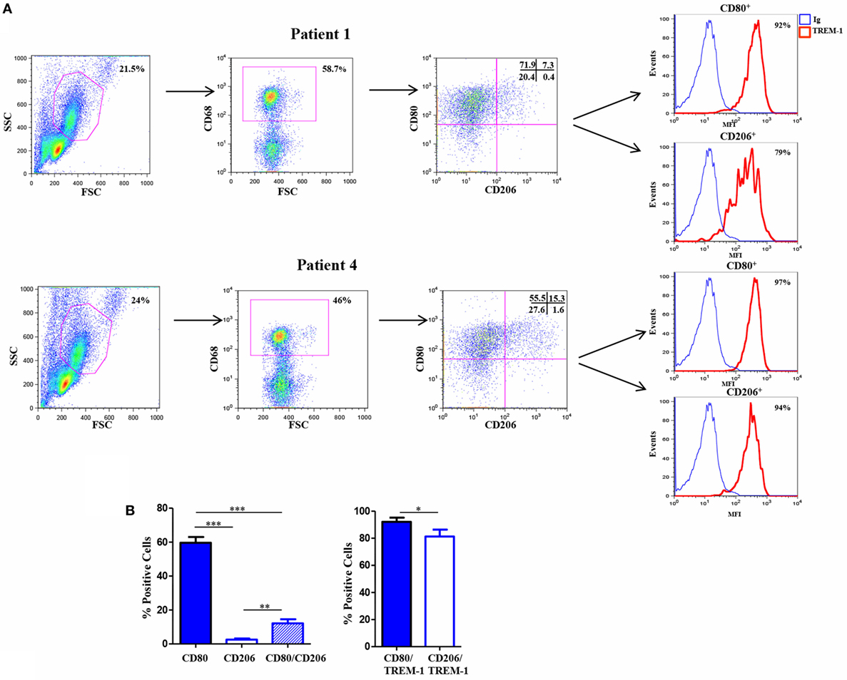 Frontiers | Regulation of Human Macrophage M1–M2 Polarization Balance ...