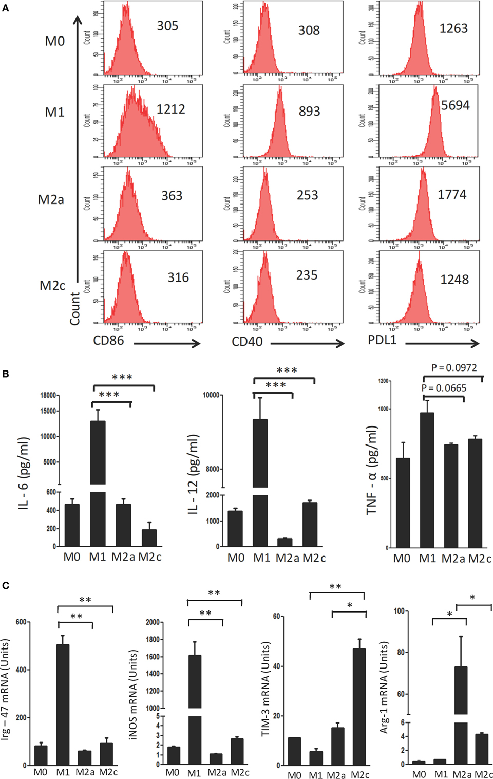 Macrophage M1 M2 Polarization