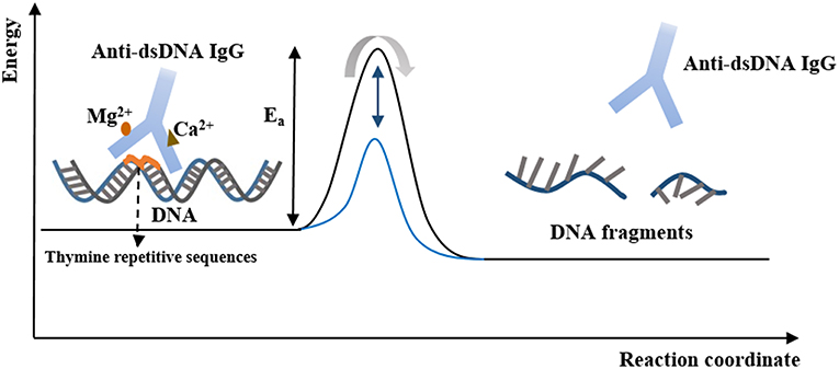 Difference Between SsDNA And DsDNA Compare The Difference, 55% OFF